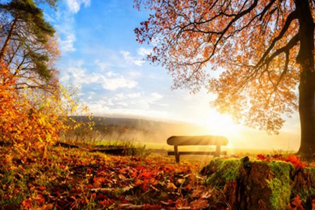 Ruhebank im Blätterwald mit Herbstsonne