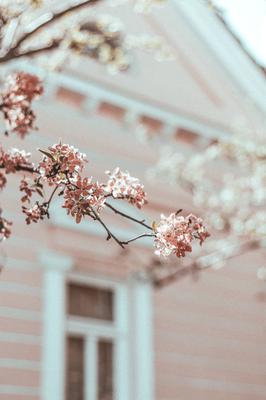 Pastellrosa ist eine Farbe, die gut zu allen Arten von Grün passt, und daher ideal für Ihren Garten