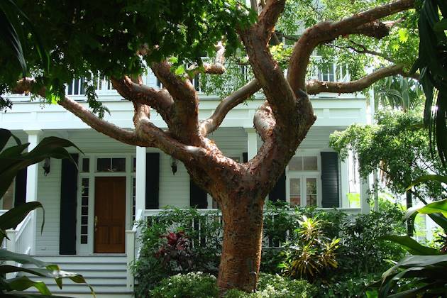 Natürlicher Sonnenschutz Haus mit natürlichem Sonnenschutz durch Bäume und Pflanzen